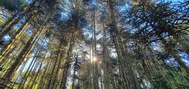 Epson Chile renueva su compromiso con la Fundación Reforestemos