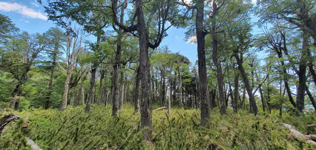Epson refuerza su compromiso con el medio ambiente y la Fundación Reforestemos