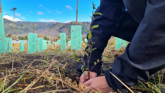 Epson renueva su compromiso con Fundación Reforestemos por tercer año consecutivo