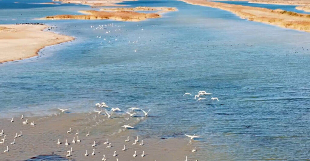 Huawei utiliza tecnología avanzada para proteger a aves migratorias en el delta del río Amarillo